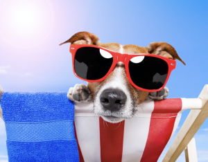 jack russell dog with sunglasses and red white ad blue theme