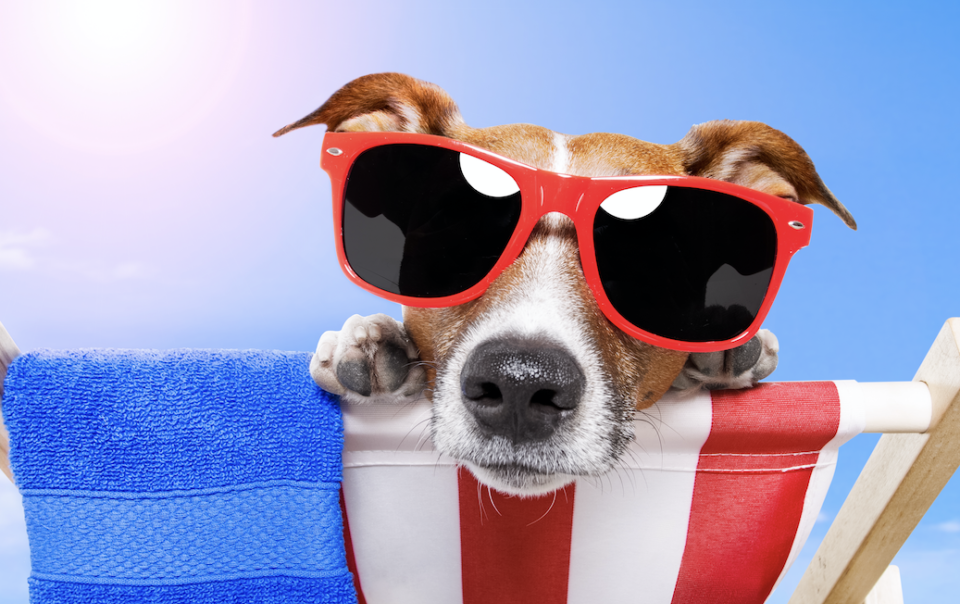 jack russell dog with sunglasses and red white ad blue theme