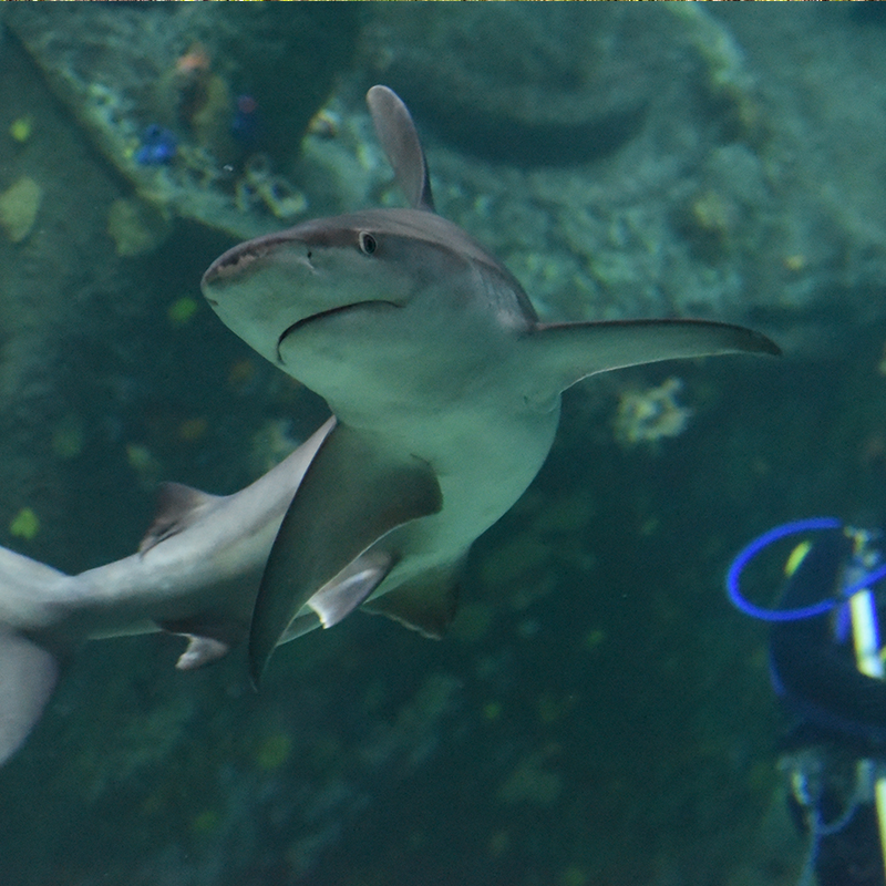 nc aquarium shark tank